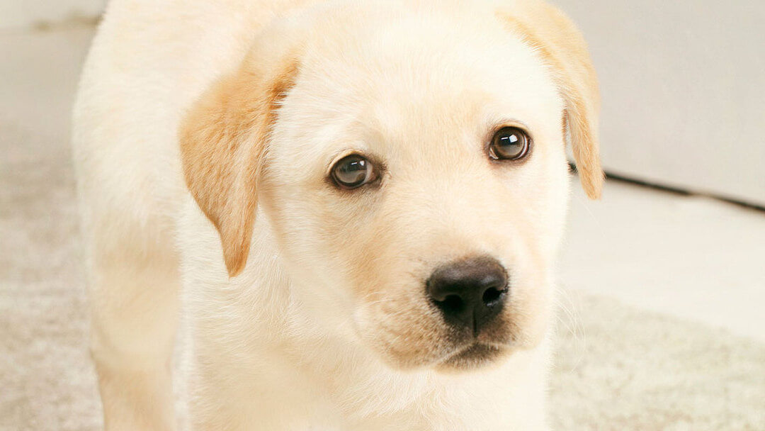 Curing separation clearance anxiety in puppies